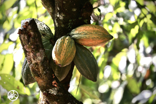 Cocoa Horizons Certified Chocolate - Fairly Traded Cocoa Beans