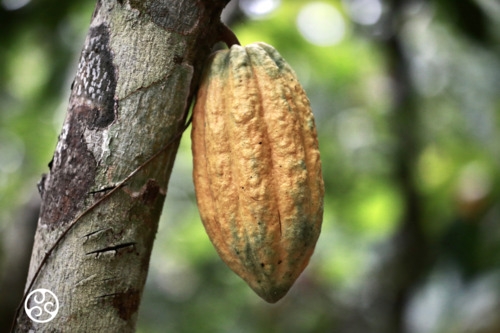 Cocoa Bean Pods on the tree