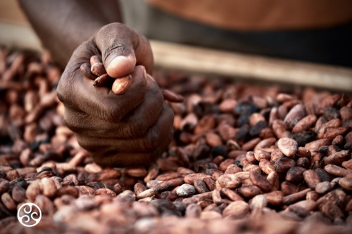 Drying Cocoa Beans